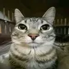 myragebaiter1
