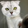 Cat Caper