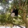 cubeducholematem