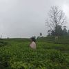 ros.rosmiyati3