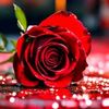🌹🌹🌹