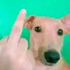 covadongaza