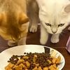 catfoodselection
