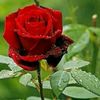 user3619194816698