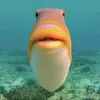 demarich_vr