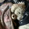 doggie.4.life2