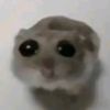 hamster0453
