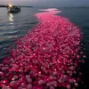 rasharasha0284
