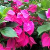 helenflowers72