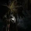 alexdcavo