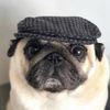 houndlike