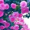 ma.phyu874