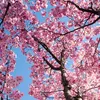 salva_027