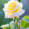 u.win.naing3065