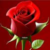 ch.asif8282