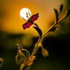 sohailmushtaq1229