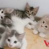hamimah.salleh0