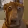 1000yard._stare