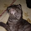 bera.asaf_1234
