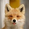 miss.fox.th