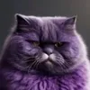 popka_opop