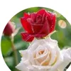 user78007393825615
