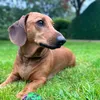 eric.the.dachshun