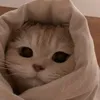 nosha_84