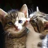 tracy.dickie3