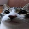 hank_4n