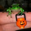 the1st_frogie
