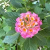 suongbanmai0189s