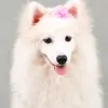 lvqflo