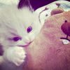 siee.slsa10