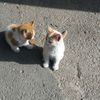yaya_cincauu