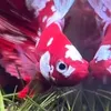 Jay | JDA Betta | Fish &Tanks