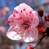 anhdaosakura