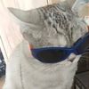 cat_named_lapa