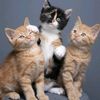 mothercat8