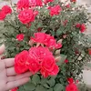 user87651922161512