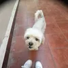pochilina8