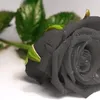 danka677