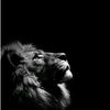zarif_papatya42