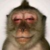 everybodyhates_thepope7