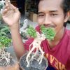 Akhmad Syaiful Amarullah
