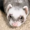 ferret_fred93