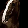 loulou.le.cavalier