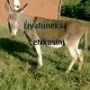nomasigwayi5
