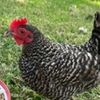chickenman490