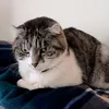 tom_000_tom